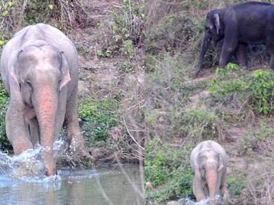 Thailand Temukan Gajah Albino Berwarna Pink